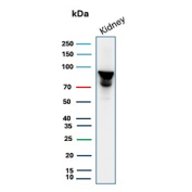 MICA Antibody Kidney Tissue WB. Western blot analysis of MHC class I polypeptide-related sequence A (MICA) expression in human kidney tissue lysate using MICA antibody clone MICA/4442. Lane 1: human kidney lysate. A broad band is detected at approximately 70-90 kDa, consistent with heavily glycosylated forms of MICA. The higher apparent molecular weight and band heterogeneity reflect tissue-specific glycosylation and post-translational modification commonly observed for MICA in epithelial-rich tissues such as kidney.