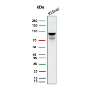 MICA Antibody Kidney Tissue WB. Western blot analysis of MHC class I polypeptide-related sequence A (MICA) expression in human kidney tissue lysate using MICA antibody clone MICA/4443. Lane 1: human kidney lysate. A broad band is detected at approximately 70-90 kDa, consistent with heavily glycosylated forms of MICA. The higher apparent molecular weight and band heterogeneity reflect tissue-specific glycosylation and post-translational modification commonly observed in epithelial-rich tissues such as kidney, supporting a human tissue-enriched detection profile for this clone.