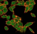 Immunofluorescent staining of PFA-fixed human HeLa cells using MEF2D antibody (green, clone PCRP-MEF2D-3A4) and phalloidin (red).