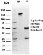 SDS-PAGE analysis of purified, BSA-free MEF2D antibody (clone PCRP-MEF2D-3A4) as confirmation of integrity and purity.