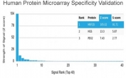 Analysis of HuProt(TM) microarray containing more than 19,000 full-length human proteins using MEF2D antibody (clone PCRP-MEF2D-3A4). These results demonstrate the foremost specificity of the PCRP-MEF2D-3A4 mAb. Z- and S- score: The Z-score represents the strength of a signal that an antibody (in combination with a fluorescently-tagged anti-IgG secondary Ab) produces when binding to a particular protein on the HuProt(TM) array. Z-scores are described in units of standard deviations (SD's) above the mean value of all signals generated on that array. If the targets on the HuProt(TM) are arranged in descending order of the Z-score, the S-score is the difference (also in units of SD's) between the Z-scores. The S-score therefore represents the relative target specificity of an Ab to its intended target.