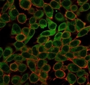 Immunofluorescent staining of PFA-fixed human HeLa cells using L-Myc antibody (green, clone PCRP-MYCL-2D5) and phalloidin (red).