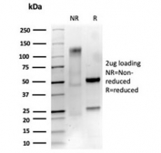 SDS-PAGE analysis of purified, BSA-free NGFR/TNFRSF16 antibody (clone NGFR/4919) as confirmation of integrity and purity.