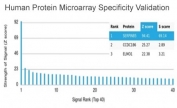 Analysis of HuProt(TM) microarray containing more than 19,000 full-length human proteins using MASPIN antibody (clone SERPINB5/4977). These results demonstrate the foremost specificity of the SERPINB5/4977 mAb. Z- and S- score: The Z-score represents the strength of a signal that an antibody (in combination with a fluorescently-tagged anti-IgG secondary Ab) produces when binding to a particular protein on the HuProt(TM) array. Z-scores are described in units of standard deviations (SD's) above the mean value of all signals generated on that array. If the targets on the HuProt(TM) are arranged in descending order of the Z-score, the S-score is the difference (also in units of SD's) between the Z-scores. The S-score therefore represents the relative target specificity of an Ab to its intended target.