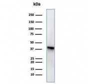 Western blot testing of human PC3 cell lysate using MASPIN antibody (clone SERPINB5/4977). Predicted molecular weight: 42~45 kDa.