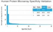 Analysis of HuProt(TM) microarray containing more than 19,000 full-length human proteins using BCL11A antibody (clone PCRP-BCL11A-1G10). These results demonstrate the foremost specificity of the PCRP-BCL11A-1G10 mAb. Z- and S- score: The Z-score represents the strength of a signal that an antibody (in combination with a fluorescently-tagged anti-IgG secondary Ab) produces when binding to a particular protein on the HuProt(TM) array. Z-scores are described in units of standard deviations (SD's) above the mean value of all signals generated on that array. If the targets on the HuProt(TM) are arranged in descending order of the Z-score, the S-score is the difference (also in units of SD's) between the Z-scores. The S-score therefore represents the relative target specificity of an Ab to its intended target.