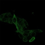 Immunofluorescent staining of PFA-fixed human HeLa cells using PRMT7 antibody (green, clone PCRP-PRMT7-1A4).