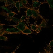 Immunofluorescent staining of PFA-fixed human U-87 cells using PRMT7 antibody (green, clone PCRP-PRMT7-1A4) and phalloidin (red).