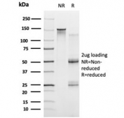 SDS-PAGE analysis of purified, BSA-free PRMT7 antibody (clone PCRP-PRMT7-1A4) as confirmation of integrity and purity.