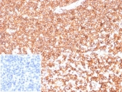IHC staining of FFPE human tonsil tissue with Beta Actin antibody (clone ACTB/1108). Negative control inset: PBS used instead of primary antibody to control for secondary Ab binding. HIER: boil tissue sections in pH 9 10mM Tris with 1mM EDTA for 20 min and allow to cool before testing.