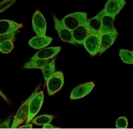 Immunofluorescent staining of PFA-fixed human HeLa cells using PMS1 antibody (green, clone PCRP-PMS1-2E11) and phalloidin (red). PMS1 localized to nucleoplasm and nuclear bodies.