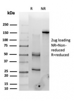 SDS-PAGE analysis of purified, BSA-free PMS1 antibody (clone PCRP-PMS1-2E11) as confirmation of integrity and purity.