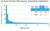 Analysis of HuProt(TM) microarray containing more than 19,000 full-length human proteins using PMS1 antibody (clone PCRP-PMS1-2E11). These results demonstrate the foremost specificity of the PCRP-PMS1-2E11 mAb. Z- and S- score: The Z-score represents the strength of a signal that an antibody (in combination with a fluorescently-tagged anti-IgG secondary Ab) produces when binding to a particular protein on the HuProt(TM) array. Z-scores are described in units of standard deviations (SD's) above the mean value of all signals generated on that array. If the targets on the HuProt(TM) are arranged in descending order of the Z-score, the S-score is the difference (also in units of SD's) between the Z-scores. The S-score therefore represents the relative target specificity of an Ab to its intended target.