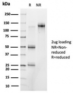 SDS-PAGE analysis of purified, BSA-free PRMT7 antibody (clone PCRP-PRMT7-1A7) as confirmation of integrity and purity.