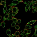 Immunofluorescent staining of PFA-fixed human HeLa cells using PRMT7 antibody (green, clone PCRP-PRMT7-1A7) and phalloidin (red).