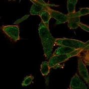 Immunofluorescent staining of PFA-fixed human U-87 MG cells using ZNF562 antibody (green, clone PCRP-ZNF562-1A1) at 0.5ug/ml and phalloidin (red).