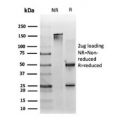 SDS-PAGE analysis of purified, BSA-free ZNF562 antibody (clone PCRP-ZNF562-1A1) as confirmation of integrity and purity.