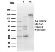 SDS-PAGE analysis of purified, BSA-free ERK2 antibody (clone PCRP-MAPK1-1D1) as confirmation of integrity and purity.