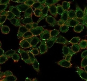 Immunofluorescent staining of PFA-fixed human HeLa cells using ERK2 antibody (green, clone PCRP-MAPK1-1D1) and phalloidin (red).