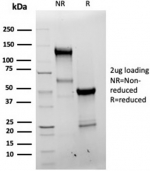 SDS-PAGE analysis of purified, BSA-free recombinant Bcl-X antibody (clone BCL2L1/4509R) as confirmation of integrity and purity.