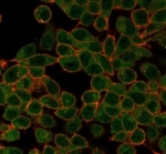 Immunofluorescent staining of PFA-fixed human HeLa cells using SRF antibody (green, clone PCRP-SRF-1F1) and phalloidin (red).