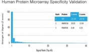 Analysis of HuProt(TM) microarray containing more than 19,000 full-length human proteins using SRF antibody (clone PCRP-SRF-1F1). These results demonstrate the foremost specificity of the PCRP-SRF-1F1 mAb. Z- and S- score: The Z-score represents the strength of a signal that an antibody (in combination with a fluorescently-tagged anti-IgG secondary Ab) produces when binding to a particular protein on the HuProt(TM) array. Z-scores are described in units of standard deviations (SD's) above the mean value of all signals generated on that array. If the targets on the HuProt(TM) are arranged in descending order of the Z-score, the S-score is the difference (also in units of SD's) between the Z-scores. The S-score therefore represents the relative target specificity of an Ab to its intended target.