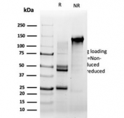 SDS-PAGE analysis of purified, BSA-free SRF antibody (clone PCRP-SRF-1F1) as confirmation of integrity and purity.