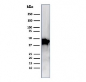 Western blot analysis of human Raji cell lysate using Actin Beta antibody (clone ACTB/1109). Predicted molecular weight ~42 kDa.