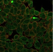 Immunofluorescent staining of PFA-fixed human HeLa cells using ZNF704 antibody (green, clone PCRP-ZNF704-3C10) and phalloidin (red).