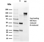 SDS-PAGE analysis of purified, BSA-free ZNF704 antibody (clone PCRP-ZNF704-3C10) as confirmation of integrity and purity.