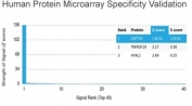 Analysis of HuProt(TM) microarray containing more than 19,000 full-length human proteins using ZNF704 antibody (clone PCRP-ZNF704-3C10). These results demonstrate the foremost specificity of the PCRP-ZNF704-3C10 mAb. Z- and S- score: The Z-score represents the strength of a signal that an antibody (in combination with a fluorescently-tagged anti-IgG secondary Ab) produces when binding to a particular protein on the HuProt(TM) array. Z-scores are described in units of standard deviations (SD's) above the mean value of all signals generated on that array. If the targets on the HuProt(TM) are arranged in descending order of the Z-score, the S-score is the difference (also in units of SD's) between the Z-scores. The S-score therefore represents the relative target specificity of an Ab to its intended target.