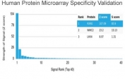 Analysis of HuProt(TM) microarray containing more than 19,000 full-length human proteins using RXRG antibody (clone PCRP-RXRG-5G6). These results demonstrate the foremost specificity of the PCRP-RXRG-5G6 mAb. Z- and S- score: The Z-score represents the strength of a signal that an antibody (in combination with a fluorescently-tagged anti-IgG secondary Ab) produces when binding to a particular protein on the HuProt(TM) array. Z-scores are described in units of standard deviations (SD's) above the mean value of all signals generated on that array. If the targets on the HuProt(TM) are arranged in descending order of the Z-score, the S-score is the difference (also in units of SD's) between the Z-scores. The S-score therefore represents the relative target specificity of an Ab to its intended target.
