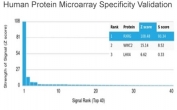 Analysis of HuProt(TM) microarray containing more than 19,000 full-length human proteins using RXR gamma antibody (clone PCRP-RXRG-5H4). These results demonstrate the foremost specificity of the PCRP-RXRG-5H4 mAb. Z- and S- score: The Z-score represents the strength of a signal that an antibody (in combination with a fluorescently-tagged anti-IgG secondary Ab) produces when binding to a particular protein on the HuProt(TM) array. Z-scores are described in units of standard deviations (SD's) above the mean value of all signals generated on that array. If the targets on the HuProt(TM) are arranged in descending order of the Z-score, the S-score is the difference (also in units of SD's) between the Z-scores. The S-score therefore represents the relative target specificity of an Ab to its intended target.