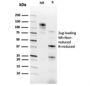 SDS-PAGE analysis of purified, BSA-free RXR gamma antibody (clone PCRP-RXRG-5H4) as confirmation of integrity and purity.