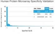 Analysis of HuProt(TM) microarray containing more than 19,000 full-length human proteins using MED22 antibody (clone PCRP-MED22-1E4). These results demonstrate the foremost specificity of the PCRP-MED22-1E4 mAb. Z- and S- score: The Z-score represents the strength of a signal that an antibody (in combination with a fluorescently-tagged anti-IgG secondary Ab) produces when binding to a particular protein on the HuProt(TM) array. Z-scores are described in units of standard deviations (SD's) above the mean value of all signals generated on that array. If the targets on the HuProt(TM) are arranged in descending order of the Z-score, the S-score is the difference (also in units of SD's) between the Z-scores. The S-score therefore represents the relative target specificity of an Ab to its intended target.