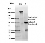 SDS-PAGE analysis of purified, BSA-free MED22 antibody (clone PCRP-MED22-1E4) as confirmation of integrity and purity.