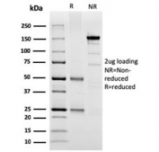 SDS-PAGE analysis of purified, BSA-free SPARC antibody (clone OSTN/3304) as confirmation of integrity and purity.