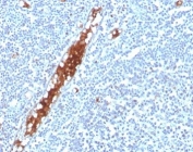 IHC staining of FFPE human tonsil tissue with SPARC antibody (clone OSTN/3304). HIER: boil tissue sections in pH 9 10mM Tris with 1mM EDTA for 20 min and allow to cool before testing.
