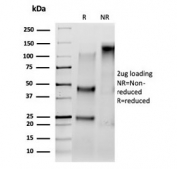 SDS-PAGE analysis of purified, BSA-free Serum Response Factor antibody (clone PCRP-SRF-1F7) as confirmation of integrity and purity.