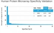 Analysis of HuProt(TM) microarray containing more than 19,000 full-length human proteins using Serum Response Factor antibody (clone PCRP-SRF-1F7). These results demonstrate the foremost specificity of the PCRP-SRF-1F7 mAb. Z- and S- score: The Z-score represents the strength of a signal that an antibody (in combination with a fluorescently-tagged anti-IgG secondary Ab) produces when binding to a particular protein on the HuProt(TM) array. Z-scores are described in units of standard deviations (SD's) above the mean value of all signals generated on that array. If the targets on the HuProt(TM) are arranged in descending order of the Z-score, the S-score is the difference (also in units of SD's) between the Z-scores. The S-score therefore represents the relative target specificity of an Ab to its intended target.