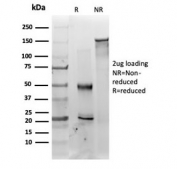 SDS-PAGE analysis of purified, BSA-free MED22 antibody (clone PCRP-MED22-2A7) as confirmation of integrity and purity.