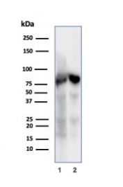 Western blot testing of human 1) MOLT-4 and 2) HEK293 cell lysates using Ku80 antibody (clone XRCC5/7317). Predicted molecular weight: 80-86 kDa.