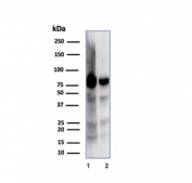 Western blot testing of human 1) MOLT-4 and 2) HEK293 cell lysates using XRCC5 antibody (clone XRCC5/7318). Predicted molecular weight: 80-86 kDa.