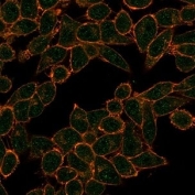 Immunofluorescent staining of PFA-fixed human HeLa cells using HDAC3 antibody (green, clone PCRP-HDAC3-2D4) and phalloidin (red).