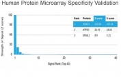 Analysis of HuProt(TM) microarray containing more than 19,000 full-length human proteins using HDAC3 antibody (clone PCRP-HDAC3-2D4). These results demonstrate the foremost specificity of the PCRP-HDAC3-2D4 mAb. Z- and S- score: The Z-score represents the strength of a signal that an antibody (in combination with a fluorescently-tagged anti-IgG secondary Ab) produces when binding to a particular protein on the HuProt(TM) array. Z-scores are described in units of standard deviations (SD's) above the mean value of all signals generated on that array. If the targets on the HuProt(TM) are arranged in descending order of the Z-score, the S-score is the difference (also in units of SD's) between the Z-scores. The S-score therefore represents the relative target specificity of an Ab to its intended target.