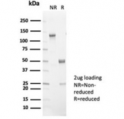 SDS-PAGE analysis of purified, BSA-free LPLUNC1 antibody (clone LPLUNC1/7059R) as confirmation of integrity and purity.