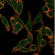 Immunofluorescent staining of PFA-fixed human HeLa cells using ZNF276 antibody (green, clone PCRP-ZNF276-1A5) and phalloidin (red).
