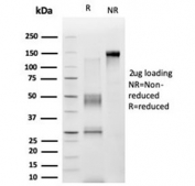 SDS-PAGE analysis of purified, BSA-free ZNF276 antibody (clone PCRP-ZNF276-1A5) as confirmation of integrity and purity.