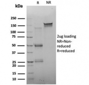 SDS-PAGE analysis of purified, BSA-free FOXQ1 antibody (clone PCRP-FOXQ1-2D2) as confirmation of integrity and purity.