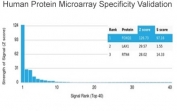 Analysis of HuProt(TM) microarray containing more than 19,000 full-length human proteins using FOXQ1 antibody (clone PCRP-FOXQ1-2D2). These results demonstrate the foremost specificity of the PCRP-FOXQ1-2D2 mAb. Z- and S- score: The Z-score represents the strength of a signal that an antibody (in combination with a fluorescently-tagged anti-IgG secondary Ab) produces when binding to a particular protein on the HuProt(TM) array. Z-scores are described in units of standard deviations (SD's) above the mean value of all signals generated on that array. If the targets on the HuProt(TM) are arranged in descending order of the Z-score, the S-score is the difference (also in units of SD's) between the Z-scores. The S-score therefore represents the relative target specificity of an Ab to its intended target.